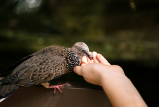 Mendengarkan Kicau Perkutut Rondo Semoyo Auto Banjir Rezeki, Benarkah?
