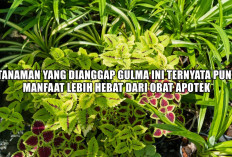 Dibuang Sayang! 5 Tanaman yang Dianggap Gulma Ini Ternyata Punya Manfaat Lebih Hebat dari Obat Apotek