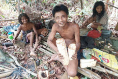 Suku-suku di Provinsi Jambi: Suku Melayu Mayoritas, Ada SAD Rimba dan Batin Sembilan dan Suku Asal Jambi Lain
