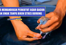 Jangan Asal Siram! Ini Cara Memandikan Perkutut Agar Gacor dan Jinak Tanpa Bikin Stres Burung