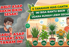 Kabut Asap Makin Bikin Sesak, 5 Tanaman Hias Cantik Ini Bisa Bantu Bikin Udara Rumah Lebih Segar