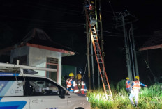 Dedikasi Tanpa Batas, Petugas PLN Muara Beliti Bekerja Tanpa Henti Amankan Jaringan SKTM