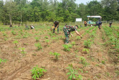 Dukung Program Ketahanan Pangan di Perbatasan, Ini Cara Dilakukan Satgas Yonif 144 Jaya Yudha dan Warga