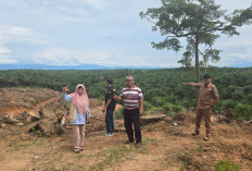 INOVASI! Dinas TPHP dan Disbun Lahat Siapkan Lahan 500 Ha Tanam Padi Gogo, Catat Lokasinya 