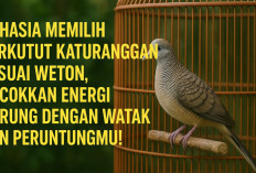 Rahasia Memilih Perkutut Katuranggan Sesuai Weton, Cocokkan Energi Burung dengan Watak dan Peruntunganmu!