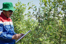 Pertamina Patra Niaga Lanjutkan Pengelolaan di Desa Sungsang IV, Kawasan Pesisir Berbasis Hutan!