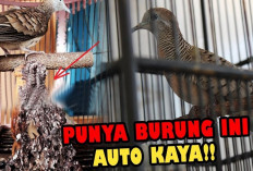 Perkutut Sri Tumpuk, Dipercaya Bikin Duit Menumpuk, Benarkah?