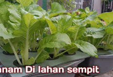 Sawi Hidroponik Sistem Sumbu: Trik Menanam Mudah di Rumah Tanpa Listrik!