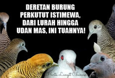 Deretan Burung Perkutut Istimewa, Dari Lurah hingga Udan Mas, Ini Tuahnya!