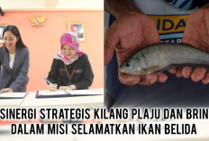 Bukan Cuma Patung! Kilang Plaju dan BRIN Punya Jurus Canggih Selamatkan Ikan Belida Musi