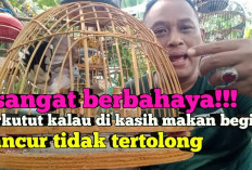 Bikin Rugi Bandar! Perkutut Lokal Senyap Seribu Bahasa Karena Terlanjur Makan Pakan Model Abal-Abal Ini!