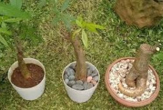 Aura Hijau Pembawa Rezeki! 6 Keunikan Pachira Aquatica yang Mengundang Keberuntungan ke Rumah