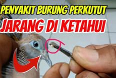 Kelihatan Gacor Tapi Sebenarnya Sakit! Waspadai 6 Penyakit yang Sering Menyerang Perkutut Tanpa Gejala Jelas