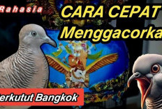 Rahasia Gacor Maksimal! 3 Ramuan Ajaib untuk Perkutut Juara Kontes