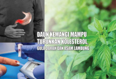 Daun Kemangi Gak Hanya Enak untuk Lalapan, Ternyata Juga Bisa Turunkan Kolesterol, Gula Darah dan Asam Lambung