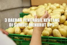 Bukan Sawit atau Karet, 3 Daerah Ini Jadi Penghasil Kentang Terbesar di Sumatera Selatan, Palembang Nihil!