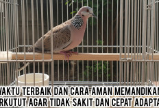 Waktu Terbaik dan Cara Aman Memandikan Perkutut agar Tidak Sakit dan Cepat Adaptasi