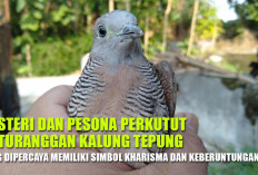 Pesona Perkutut Katuranggan Kalung Tepung, Burung Bertuah Diyakini Membawa Aura Kharisma dan Keberuntungan