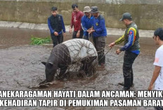 Ekosistem Tapir di Pasaman Barat Terancam! Mahasiswa Universitas Andalas Tawarkan Solusi Jitu