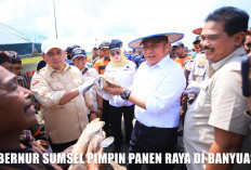 WOW! Panen Raya Padi IP 200 Banyuasin Tembus 8 Ton/Hektar, Kedaulatan Pangan di Sumsel Bukan Isapan Jempol