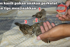 Rahasia Dapur Jagoan: Pola Pakan Jitu agar Anakan Perkutut Cepat Mandiri, Besar, dan Super Jinak!