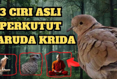 Ciri Utama Burung Perkutut Garuda Krida, Karakteristik Unik dan Menawan