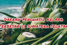 5 Daerah Penghasil Kelapa Terbesar di Sumsel, Dikira OKI Juaranya, Ternyata Kabupaten Ini yang Memimpin!