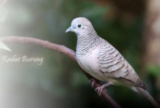 Mau Suara Perkutut Makin Gacor? Kasih Ulat Hongkong! 