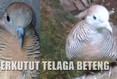 Jadi Incaran Kalangan Pengusaha! Burung Perkutut Ini Dipercaya Membawa Hoki dan Rezeki Melimpah