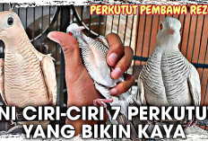 Perhatikan Baik-baik! Ini Ciri Perkutut yang Bikin Kaya Raya Pemiliknya, Ayo Pelihara