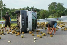 Kecelakaan di Tol Indra-Prabu, Durian Berhamburan dari Mobil Pickup Ini