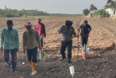 Bulan Puasa Program Ketahanan Pangan Tetap Lanjut, Polsek Tanjung Raja Tanam Jagung di Desa Belanti