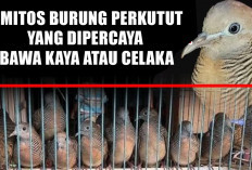 Jangan Pelihara Sembarangan! Ini 3 Mitos Burung Perkutut yang Dipercaya Bawa Kaya atau Celaka