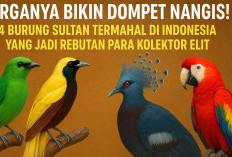 Harganya Bikin Dompet Nangis! 4 Burung Sultan Termahal di Indonesia yang Jadi Rebutan Para Kolektor Elit