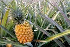 5 Daerah Penghasil Nanas Terbanyak di Sumatera Selatan, Kok Juaranya Bukan Prabumulih?