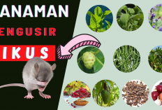 AJAIB, Tikus Pergi Kalau Ada Tanaman Ini di Rumah, Yuk Tanam!