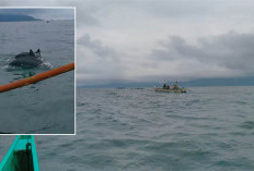 Asyiknya Eksplor Lumba-Lumba di Laut Lepas Lampung 
