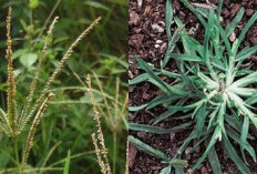 Rumput Liar Ini Dianggap Sebagai Pengganggu, Ternyata Obat Herbal Sembuhkan Berbagai Penyakit