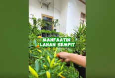 Kebun Mini di Lahan Sempit: Cara Cerdas Miliki Taman Impian Walau Tanpa Halaman