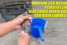 Gak Cuma Gaya, Laptop Dell Pro 14 Juga Tawarkan Performa Tinggi dan Fitur Lengkap, Yuk Cek Spesifikasi di Sini