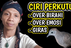 Mengenali 5 Ciri-Ciri Perkutut Over Birahi, Panduan Lengkap untuk Pemilik!