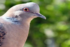 4 Perkutut Katuranggan yang Dipercaya Datangkan Rezeki dan Kemakmuran bagi Pemiliknya