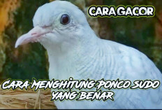 Arti Hitungan Sisik Kaki Perkutut Ponco Sudo, Ini Cara Mengetahui Tuahnya