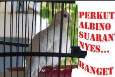 Keistimewaan Perkutut Albino, Pesona Langka yang Bikin Pecinta Kicau Burung Tergila-Gila!
