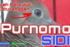 Inilah Jenis Perkutut Bertuah yang Cocok untuk Mendongkrak Wibawa dan Rezeki