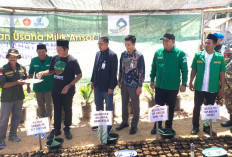 Ajak Jihad Ekonomi Ketum GP Ansor Resmikan BUMA dan Tanam 1.000 Bibit Sawit di Lahat, Simak Yuk