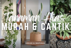 Bikin Betah Nongkrong di Rumah! 6 Tanaman Hias Minimalis yang Jadi Kunci Ruang Tamu Makin Cozy dan Fresh