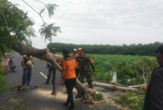 Gerak Cepat Prajurit Kodim 0426/Menggala Wilayah Kodam II/Swj Terkait Atasi Pohon Tumbang