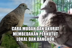 Cara Mudah dan Akurat Membedakan Perkutut Lokal dan Bangkok, Pemula Wajib Tahu!