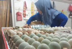 Sering Lemas dan Cepat Lapar Saat Puasa? Coba Menu Sahur Telur Bebek Rebus yang Bikin Kenyang Seharian